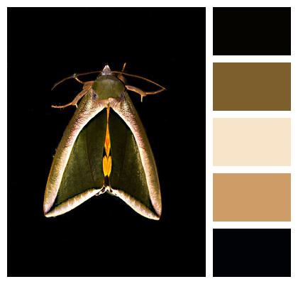 Night Fruit Piercer Moth Australia Moth Green Wild Yellow Queensland Wing Brown Bold Image